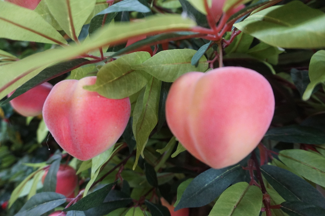 TPHCM: Hoa cảnh làm từ vải 'đổ bộ' xuống phố ảnh 9