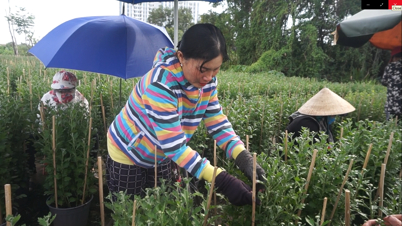 Nhà vườn TPHCM thấp thỏm vụ hoa Tết ảnh 12