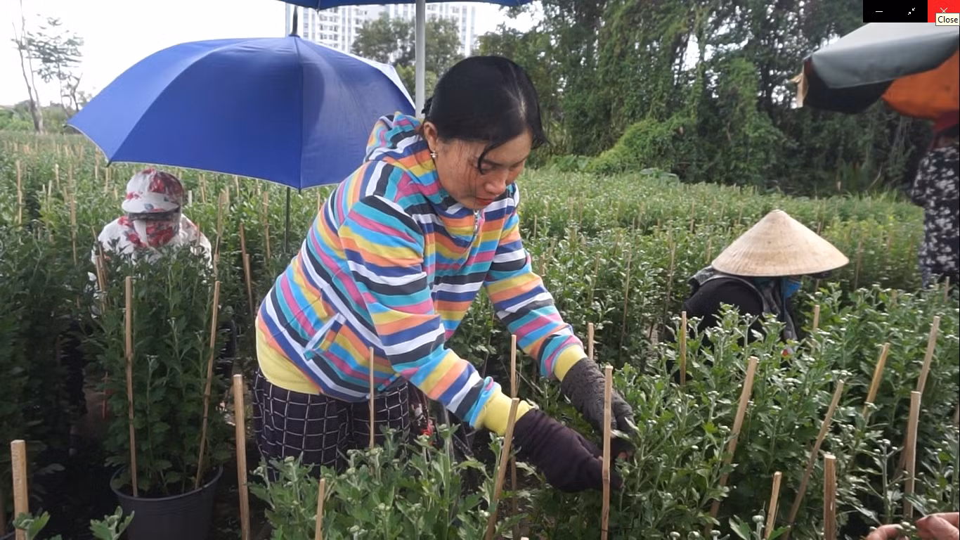 Nhà vườn TPHCM thấp thỏm vụ hoa Tết ảnh 12