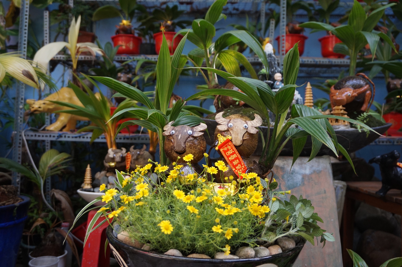 Độc đáo bonsai dừa tạo hình con trâu đón Tết Tân Sửu 2021 ảnh 6