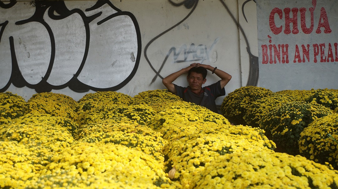 Đào miền Bắc đỏ rực ở đất phương Nam ảnh 2