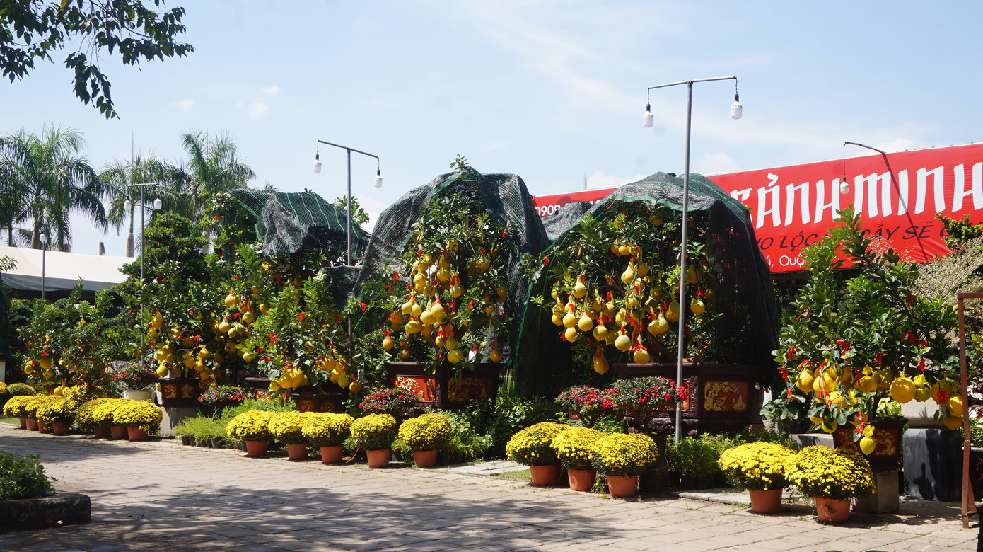 Bưởi diễn vượt hàng nghìn cây số vào Nam, người Sài Gòn ký tên lên chậu đặt trước ảnh 7