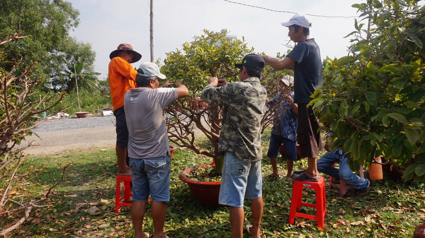 Chi cả tỷ đồng thuê người lặt lá mai tết ảnh 4 Chi cả tỷ đồng thuê người lặt lá mai tết ảnh 4