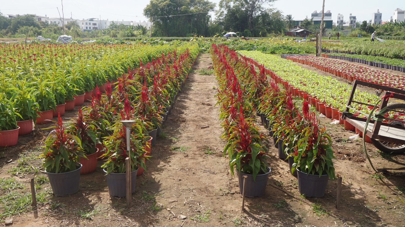 Nhà vườn TPHCM thấp thỏm vụ hoa Tết ảnh 9