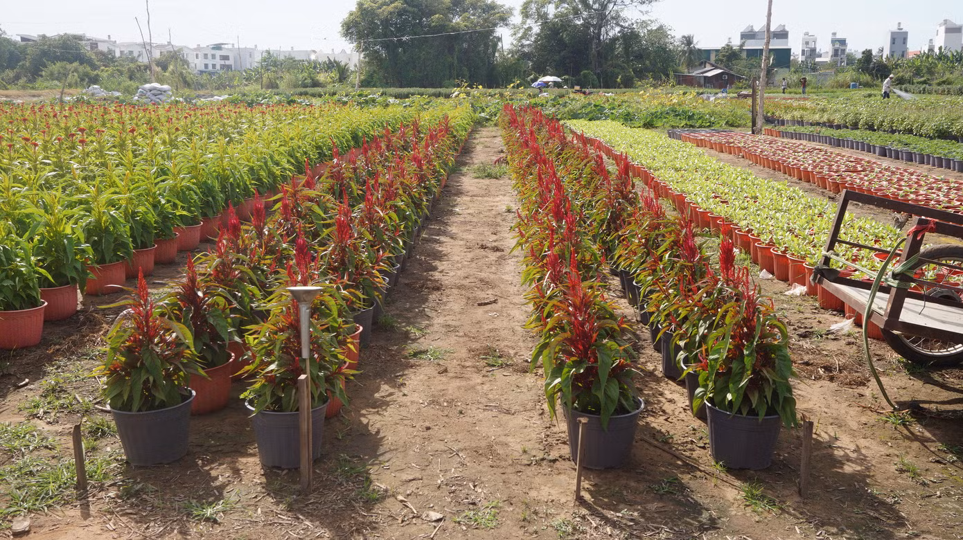 Nhà vườn TPHCM thấp thỏm vụ hoa Tết ảnh 9