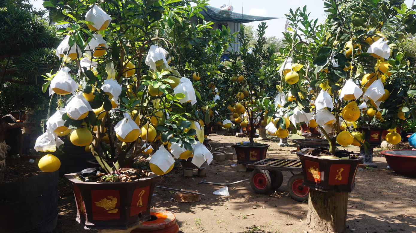 Bưởi diễn vượt hàng nghìn cây số vào Nam, người Sài Gòn ký tên lên chậu đặt trước ảnh 5