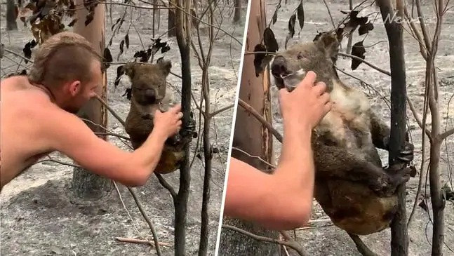 Chàng trai 22 tuổi thành anh hùng cứu gấu koala trong cháy rừng ở Úc ảnh 2