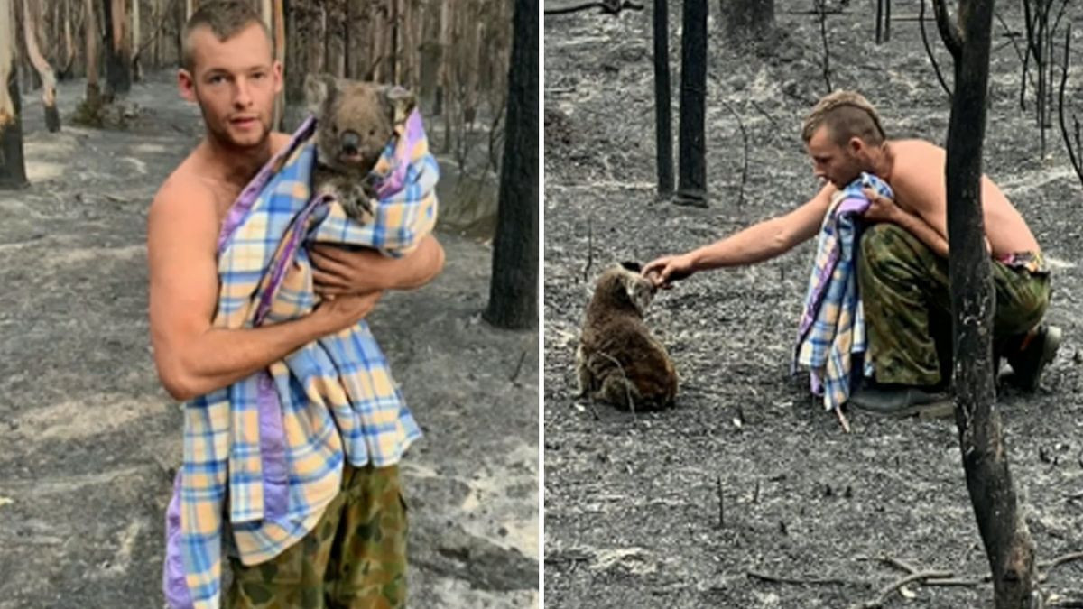 Chàng trai 22 tuổi thành anh hùng cứu gấu koala trong cháy rừng ở Úc ảnh 3