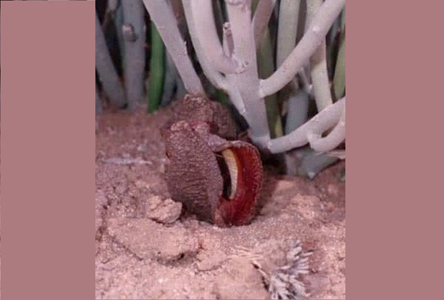 Top 10 loài hoa nặng mùi nhất thế giới ảnh 8