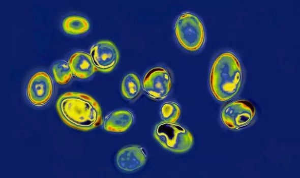 Bí ẩn loại nấm gây bệnh cho hàng nghìn người làm đau đầu giới khoa học suốt 12 năm ảnh 1