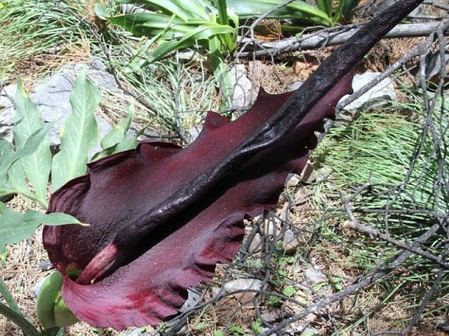 Top 10 loài hoa nặng mùi nhất thế giới ảnh 5