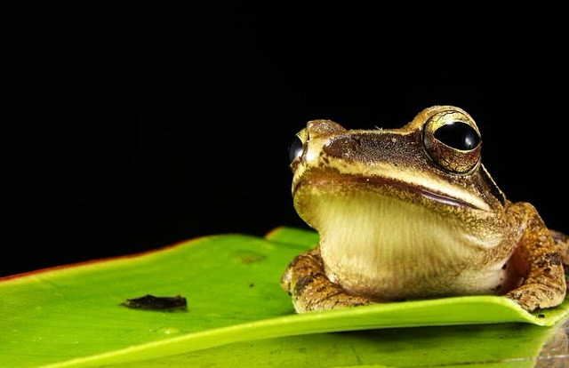 Top 10 loài động vật có đôi mắt độc đáo nhất thế giới ảnh 1