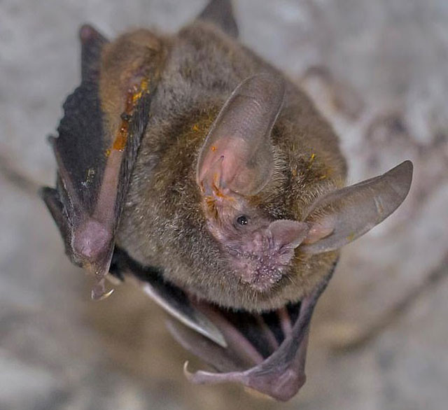 Giải mã bí ẩn về cách dơi tìm kiếm bạn tình trong bóng đêm ảnh 1