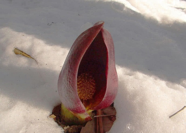 Top 10 loài hoa nặng mùi nhất thế giới ảnh 3