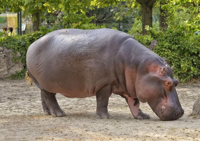 Top những loài động vật có tiếng kêu ‘khủng’ nhất thế giới tự nhiên ảnh 2