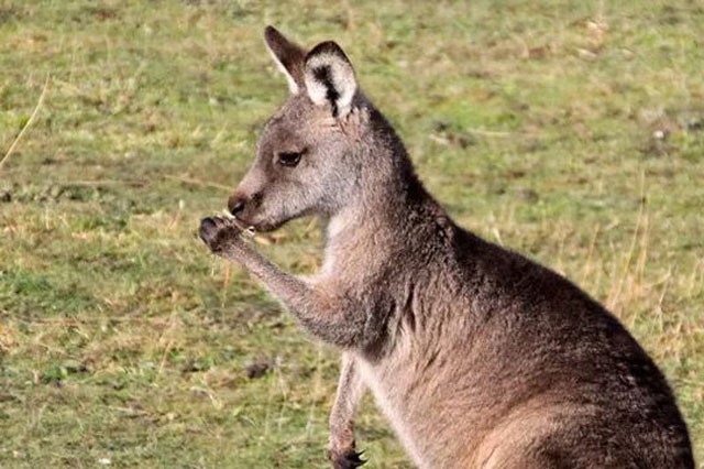 Top 10 sự thật bất ngờ về loài động vật mang tính biểu tượng của Australia ảnh 2