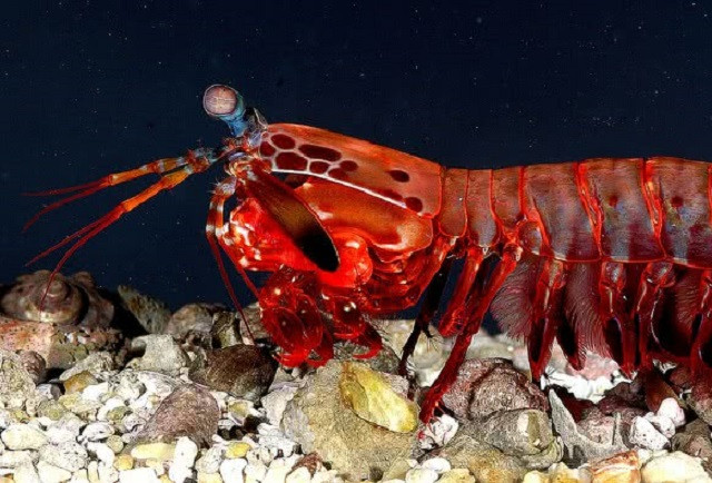 Top 10 loài động vật có đôi mắt độc đáo nhất thế giới ảnh 10