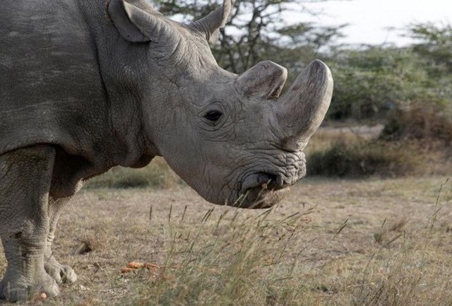 Top 5 loài động vật có kích thước ‘khủng’ nhất trên mặt đất ảnh 1