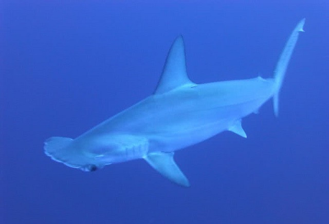 Top 10 loài động vật có đôi mắt độc đáo nhất thế giới ảnh 3