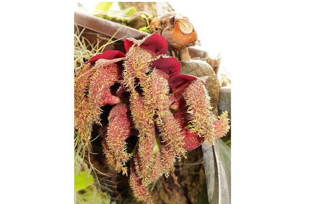 Top 10 loài hoa nặng mùi nhất thế giới ảnh 6