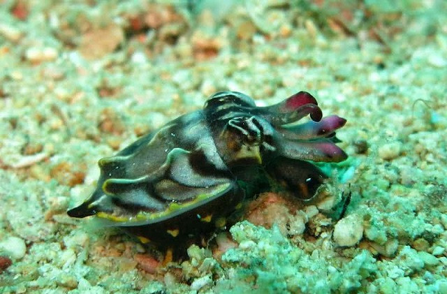 Top 10 loài động vật có đôi mắt độc đáo nhất thế giới ảnh 4