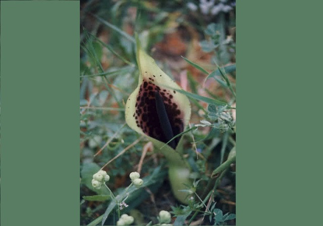 Top 10 loài hoa nặng mùi nhất thế giới ảnh 1