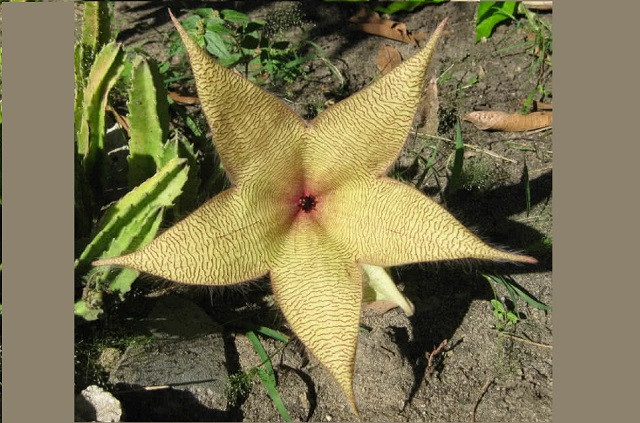 Top 10 loài hoa nặng mùi nhất thế giới ảnh 4