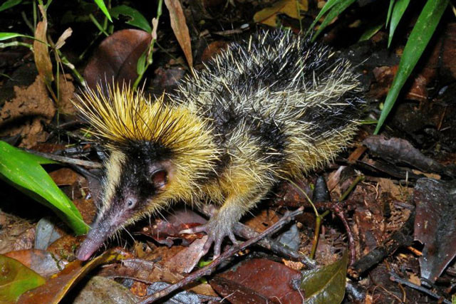 Khám phá ‘đứa con lai quái dị của chuột chù và nhím’ ảnh 1