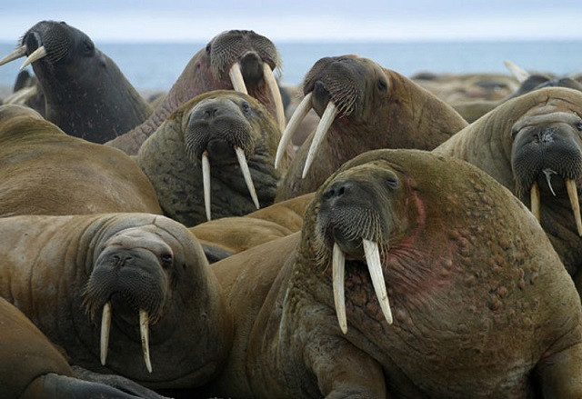 Top 5 loài động vật có kích thước ‘khủng’ nhất trên mặt đất ảnh 2