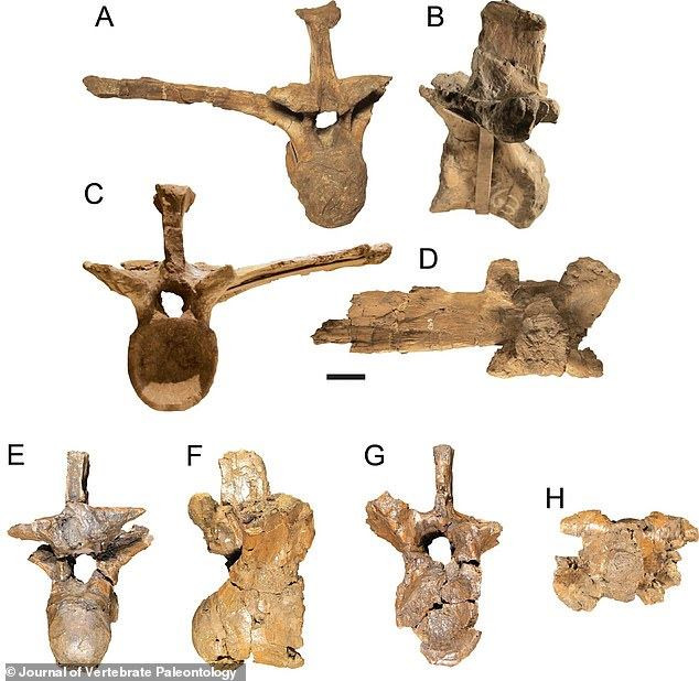 Quái vật tiền sử xơi tái khủng long bằng chiếc răng to như... quả chuối ảnh 5