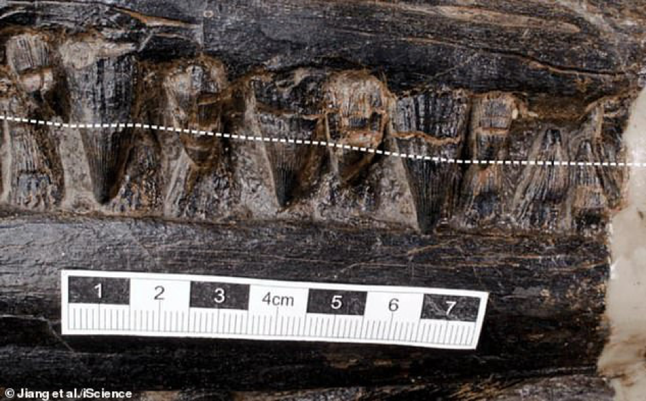 Cái chết ám ảnh 240 triệu năm: Quái vật biển sâu tử vong vì bội thực ảnh 3