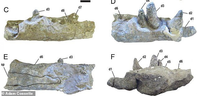 Quái vật tiền sử xơi tái khủng long bằng chiếc răng to như... quả chuối ảnh 1