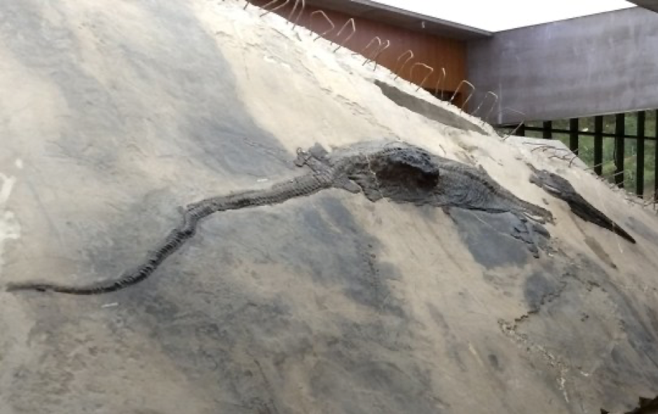 Cái chết ám ảnh 240 triệu năm: Quái vật biển sâu tử vong vì bội thực ảnh 2