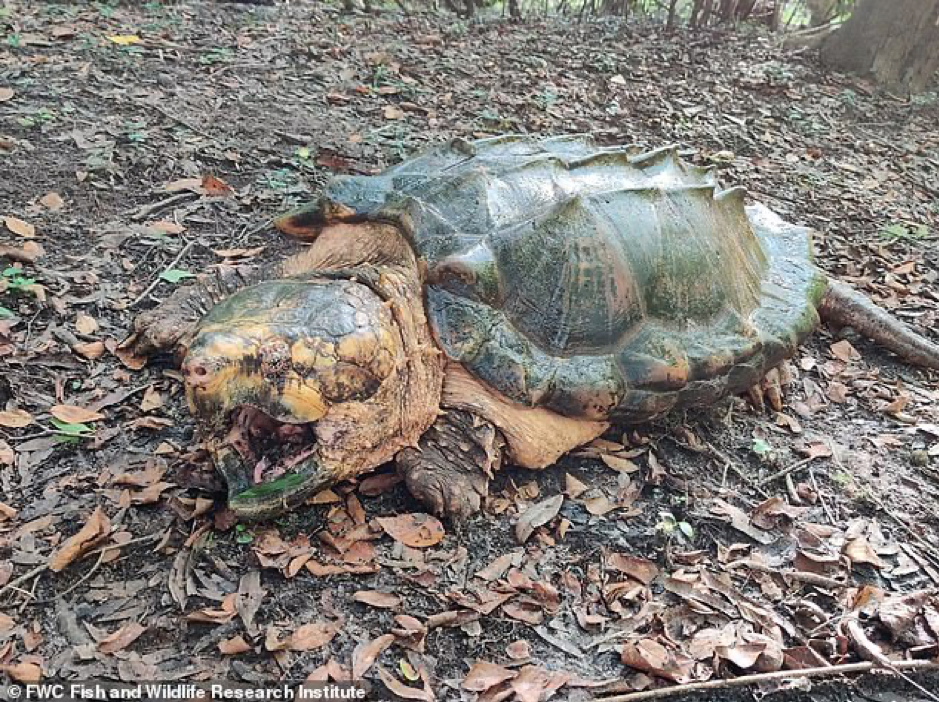 Giăng bẫy bắt rùa 'quái vật' khổng lồ, có bộ hàm quái dị ảnh 4