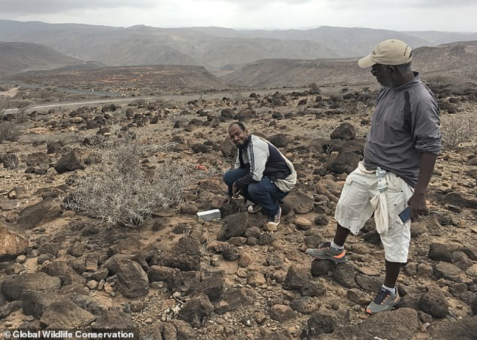 Đặt hơn 1.200 chiếc bẫy để săn 'quái thú' chuột có họ hàng với... voi ảnh 1