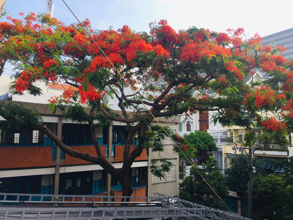 Rà soát cây xanh trường học toàn thành phố, phượng buồn không chỉ là tên một bài hát ảnh 3