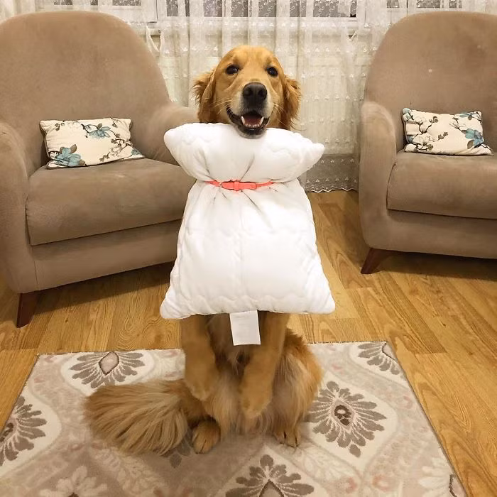 “Pillow Challenge” nhí: Thần thái không kém người lớn nhưng bất ngờ nhất là bức ảnh cuối ảnh 10