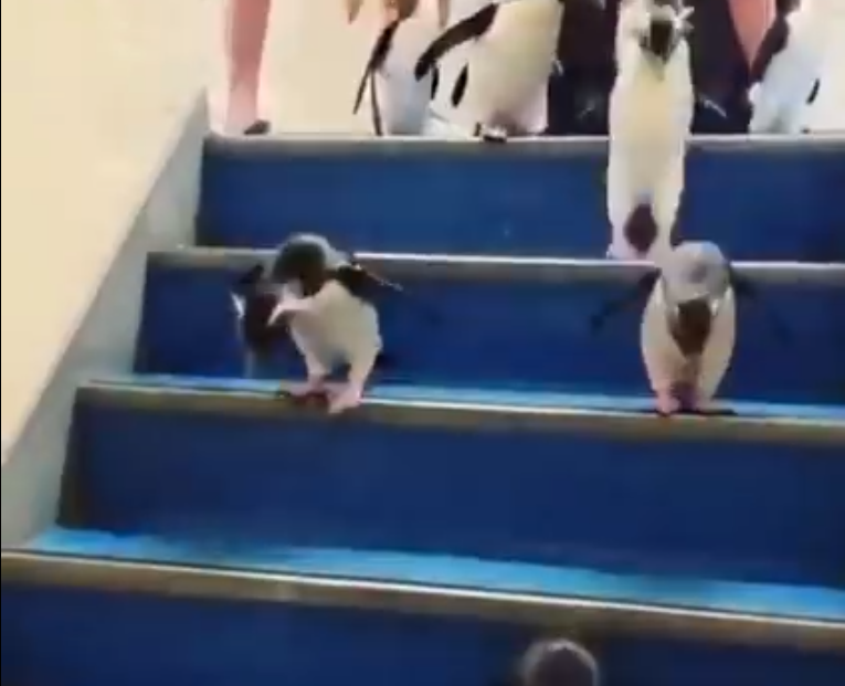 Đáng yêu “tréo ngoe” mùa dịch: Slogan “Hãy đứng yên” không dành cho các loài thú ảnh 2