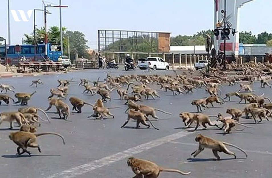 Đáng yêu “tréo ngoe” mùa dịch: Slogan “Hãy đứng yên” không dành cho các loài thú ảnh 6