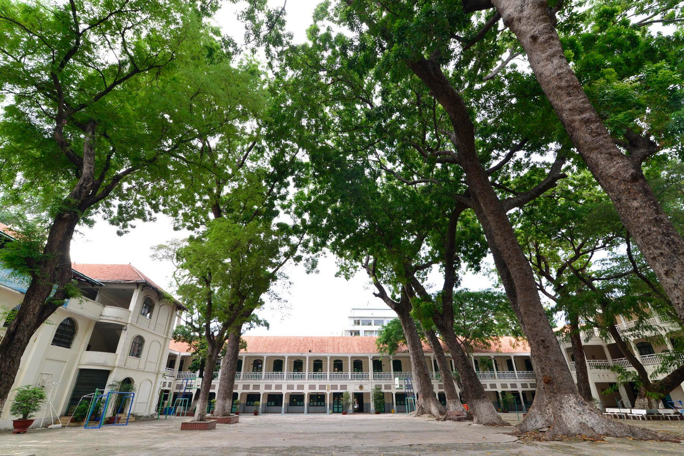 Vụ cây đổ khiến học sinh tử vong: Nguy cơ tiềm ẩn từ cây tuổi đời lâu năm tại các trường ảnh 2