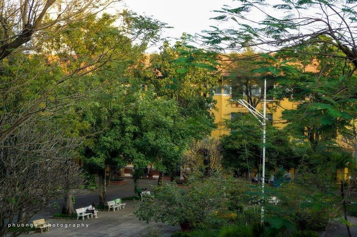 Vụ cây đổ khiến học sinh tử vong: Nguy cơ tiềm ẩn từ cây tuổi đời lâu năm tại các trường ảnh 7