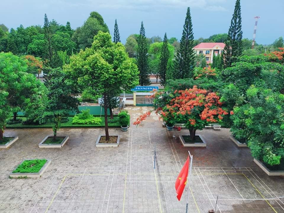 Rà soát cây xanh trường học toàn thành phố, phượng buồn không chỉ là tên một bài hát ảnh 2