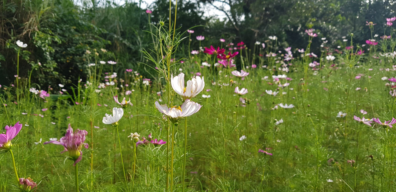 Sinh viên ĐH KH&XHNV (TP.HCM) khoe “Đà Lạt thu nhỏ” ngay trong khuôn viên trường ảnh 4