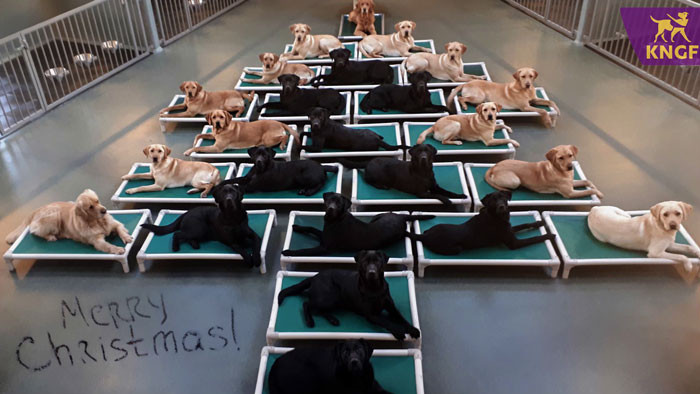 Tuyển tập màn trang trí cây thông “đỉnh cao” đến mức ông già Noel cũng... cười ra nước mắt ảnh 1