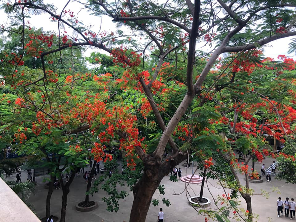 Rà soát cây xanh trường học toàn thành phố, phượng buồn không chỉ là tên một bài hát ảnh 4