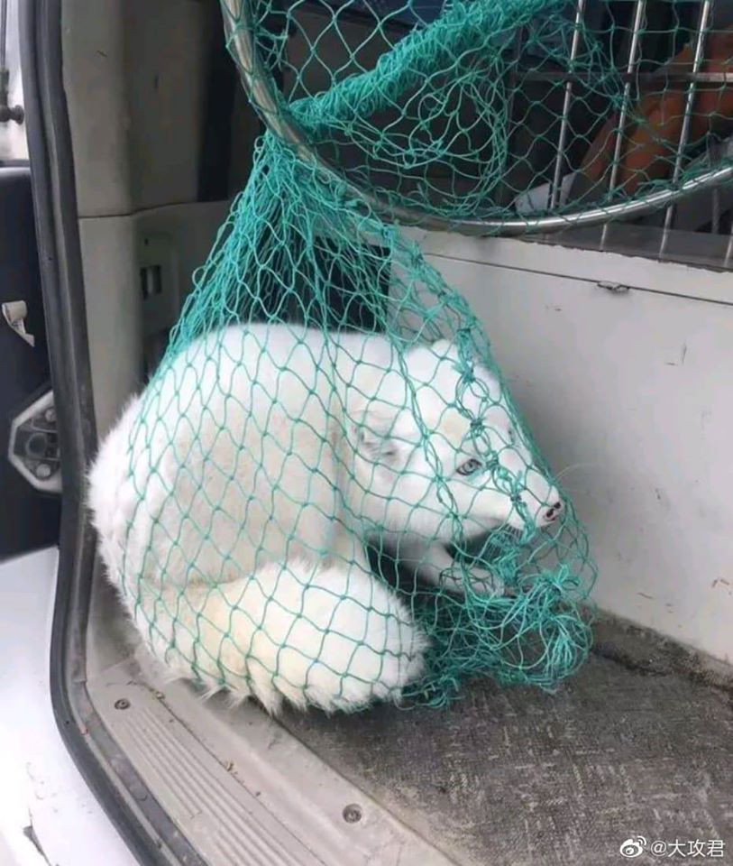 Đáng yêu “tréo ngoe” mùa dịch: Slogan “Hãy đứng yên” không dành cho các loài thú ảnh 3