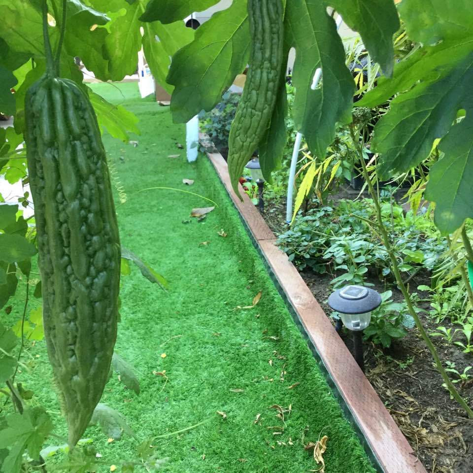 Vườn cây trái tươi tốt ở Mỹ của danh ca Hương Lan ảnh 1