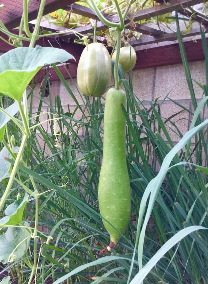 Vườn cây trái tươi tốt ở Mỹ của danh ca Hương Lan ảnh 2