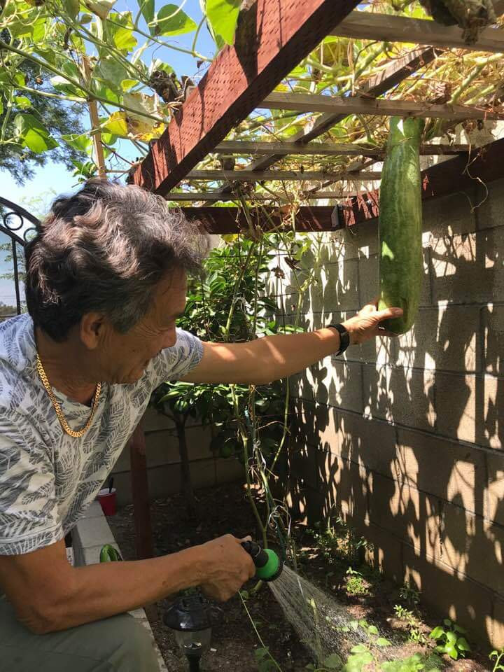 Vườn cây trái tươi tốt ở Mỹ của danh ca Hương Lan ảnh 3