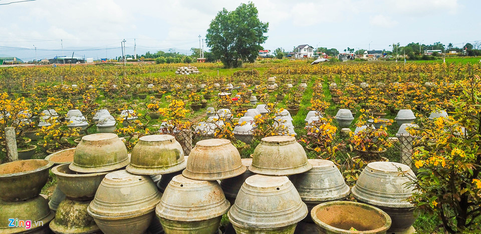 Chi cả tỷ đồng thuê người lặt lá mai tết ảnh 11 Chi cả tỷ đồng thuê người lặt lá mai tết ảnh 11